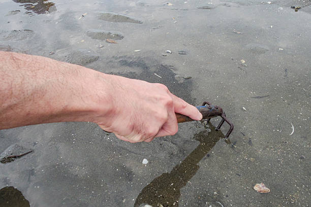 Digging the sand with a rake to find clams