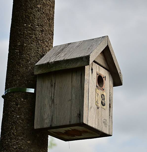 istock Rustic wooden birdhouse on a tree trunk 2218208141
