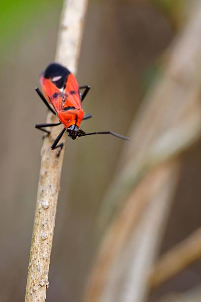 istock Red and black insect on a twig 2218212203
