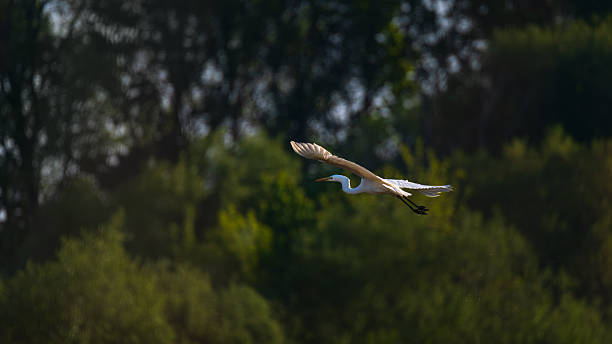 istock White egret flying gracefully against a green forest background 2218213048