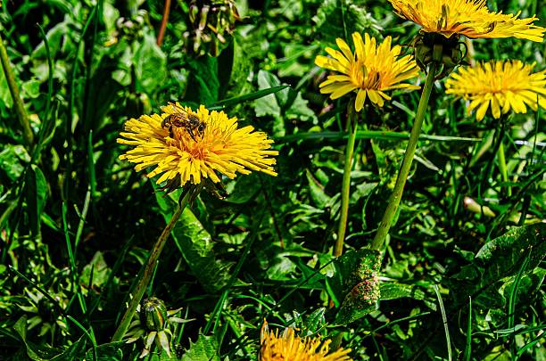 A bee pollinates a vibrant yellow dandelion in a lush green meadow, showcasing nature's beauty and biodiversity.