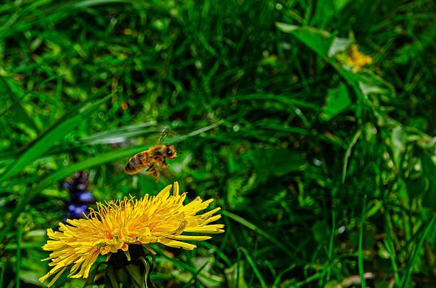 A close-up of a bee hovering over a vibrant yellow dandelion with lush green grass in the background.