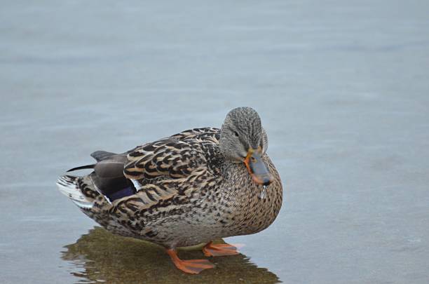 Closeup of a duck standing in water with a blurred background