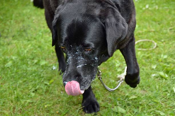 Closeup of a black Labrador Retriever walking in lush green grass