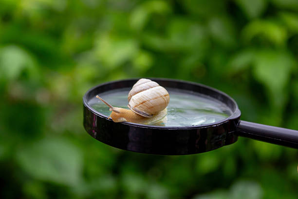 Boy looking at snail through magnifying glass, researcher. Selective focus.