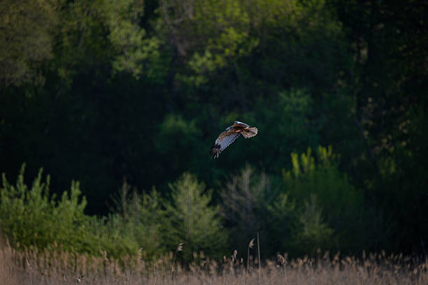 istock Bird of prey (marsh harrier) in mid-flight above a marsh 2218216438