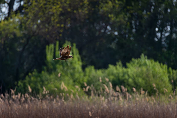 istock Bird of prey (marsh harrier) in mid-flight above a marsh 2218216469
