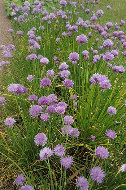 istock Chive Blooms in Garden 2218216712