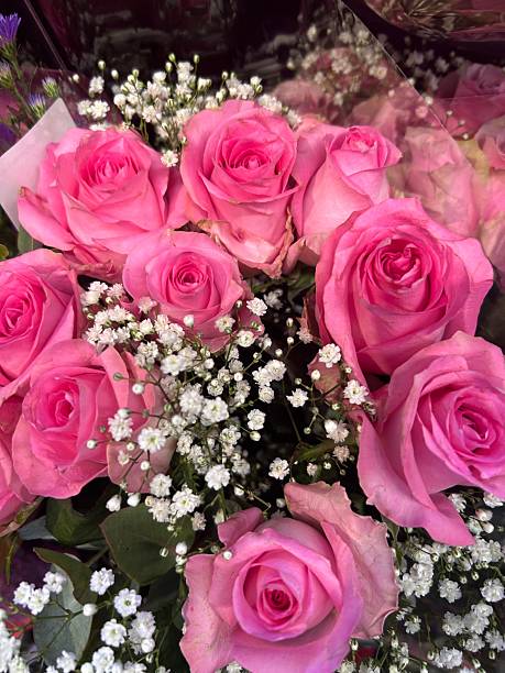 istock Vibrant pink roses bouquet with baby's breath. 2218218144