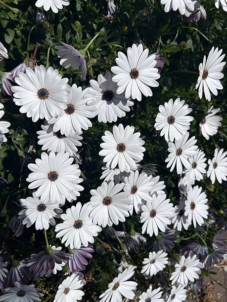 istock Vibrant white daisies in full bloom. 2218218228