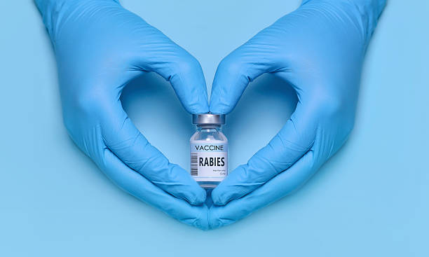 istock Doctor’s gloved hands forming a heart shape while holding a Rabies vaccine vial, symbolizing care, protection, and immunization awareness on blue background. Medical banner with copy space 2218218428