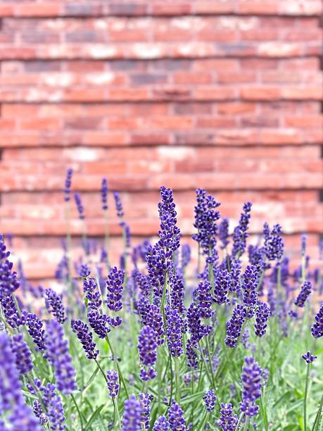 Purple brick wall texture background