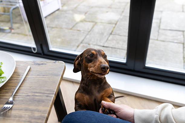A medium shot of a brown haired dachshund dog climbing up on his owner's leg while placing his paw in the owner's hand. The man is sitting at the kitchen table with food on plates in front of him. The dog is looking at his owner.\n\nVideos are available similar to this scenario.