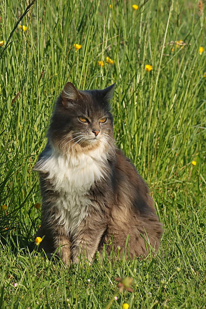 istock Domestic cat - Chat domestique (Felis catus). 2218219303