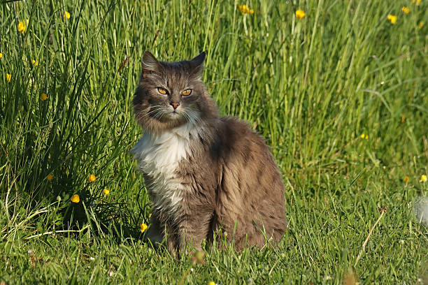 istock Domestic cat - Chat domestique (Felis catus). 2218219310