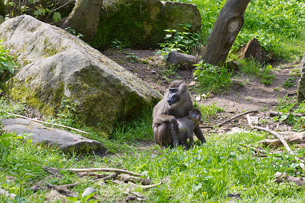Affe bei der Pflege