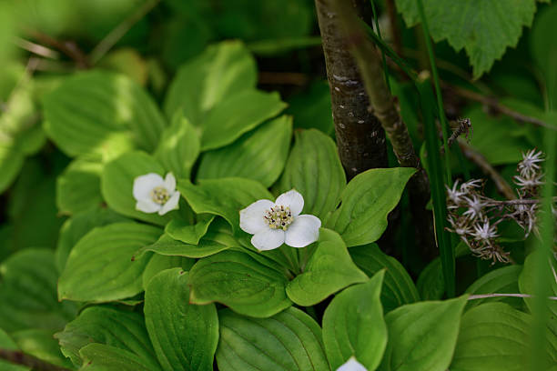 istock Canadian deren blooms in the forest 2218221088