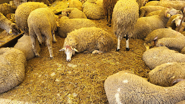 istock Sheep and goats grazing in a farm 2218225168