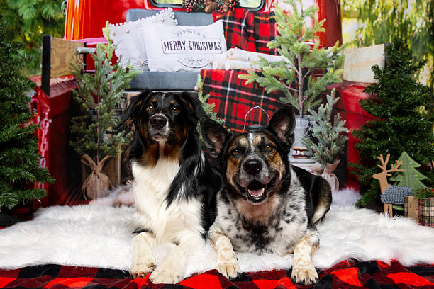 istock Two happy dogs in festive Christmas setting 2218229865