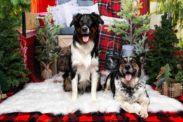 istock Two dogs in Christmas holiday setting 2218229879