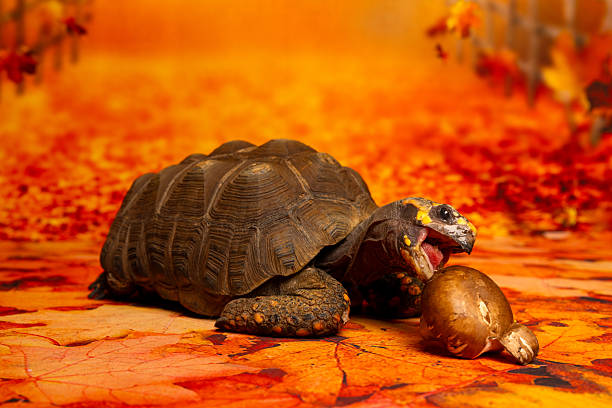 Tortoise enjoying mushrooms on a colorful autumn leaf background. Seasonal fall pet portrait with rich warm tones and unique reptile personality.