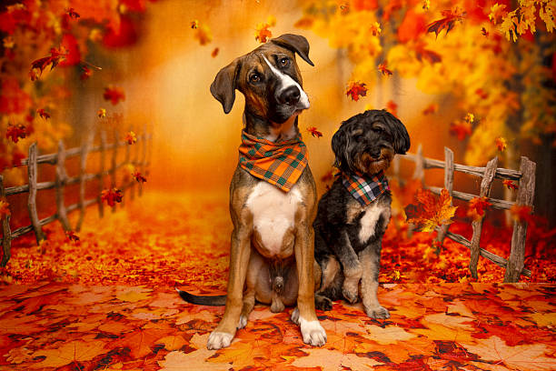 istock Two dogs lying on holiday set with Christmas trees 2218230031