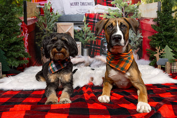 Two dogs lying on holiday set with Christmas trees