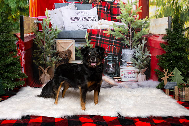istock Dog standing on holiday set with Christmas decor 2218230536