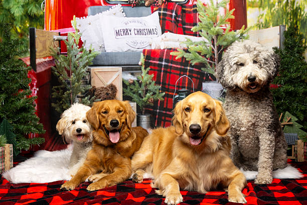 istock Dogs in festive Christmas scene 2218230936