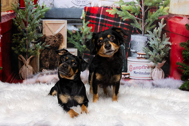 istock Two small dogs in cozy Christmas scene 2218230961