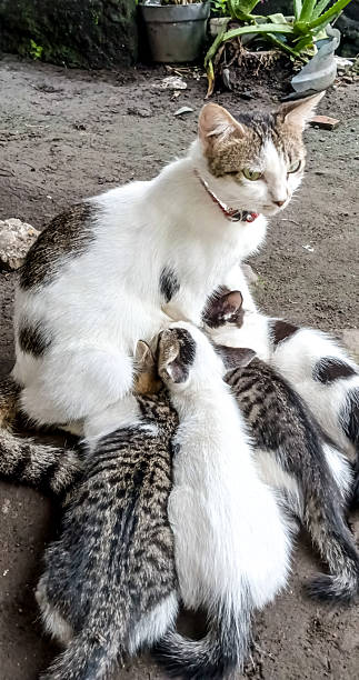 istock The mother cat is nursing the kitten 2218230983