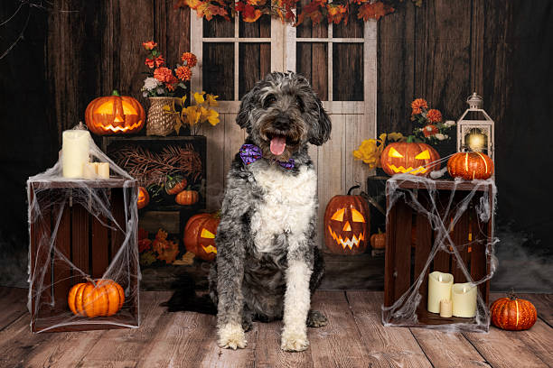 istock Happy dog in Halloween studio 2218231347