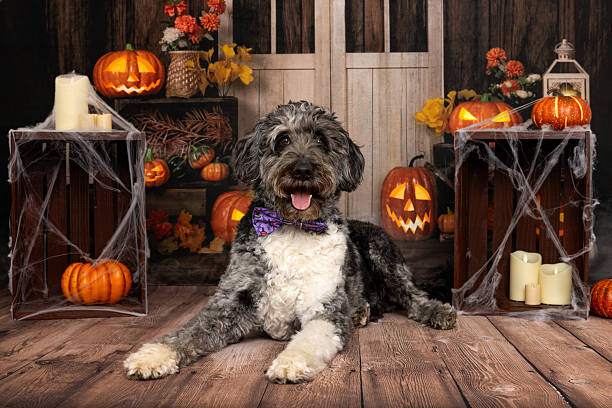 istock Dog with bow tie in Halloween scene 2218231580