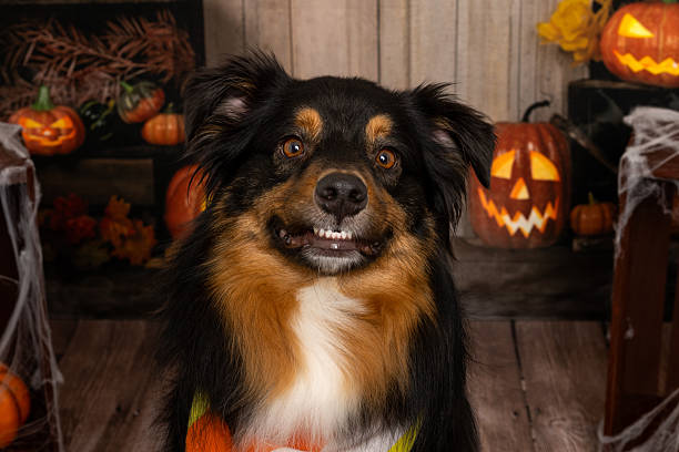 istock Dog smiling in Halloween portrait 2218231734