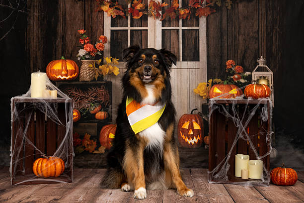 istock Dog posing in Halloween pumpkin scene 2218231860