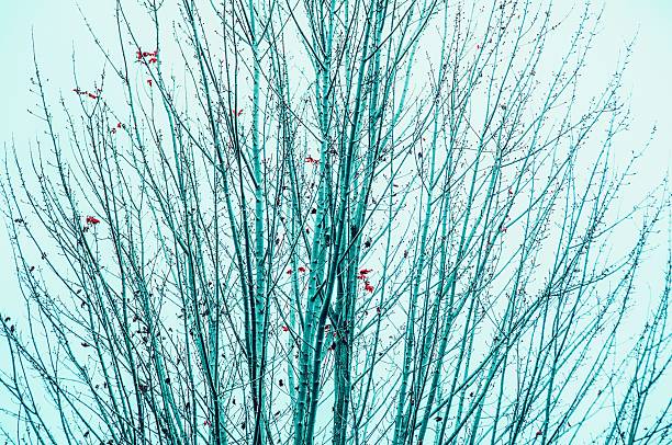 Bare tree branches with a few red leaves against a bright sky, showcasing a minimalist winter scene.
