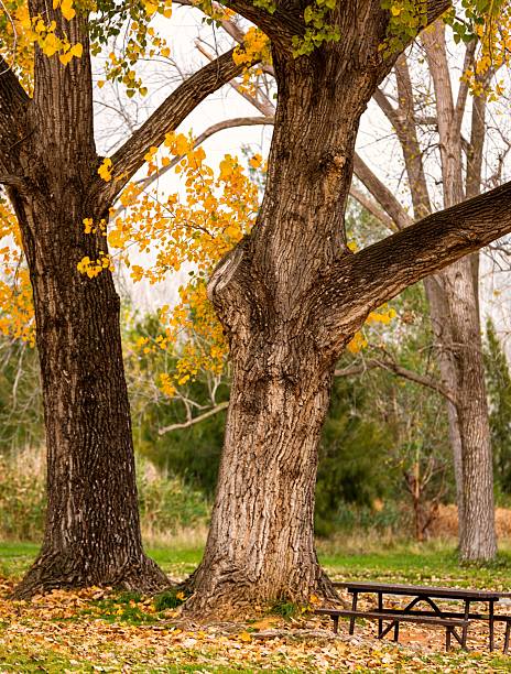 istock Autumn trees with picnic table in a park. 2218232075