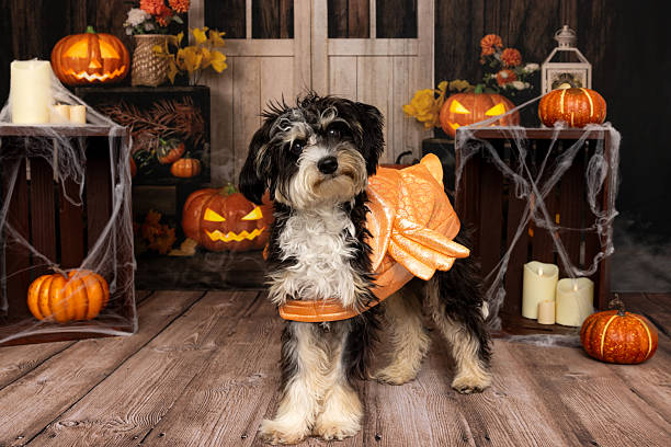 istock Dog in pumpkin costume with Halloween decorations 2218232420