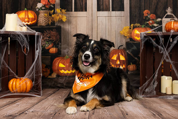 istock Australian Shepherd dog in Halloween scene 2218232767