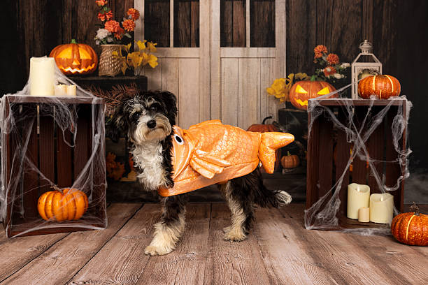 istock Dog in Halloween pumpkin costume standing in studio 2218232807