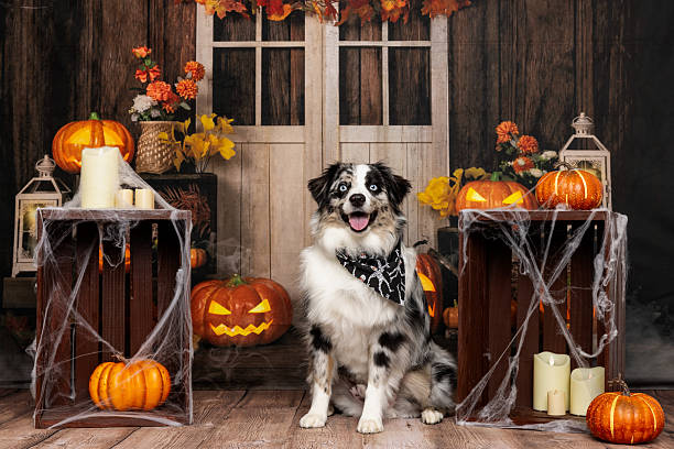 istock Dog posing with pumpkins and Halloween decor 2218232986