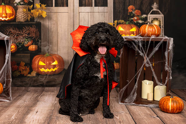 istock Black dog in vampire costume for Halloween 2218233171