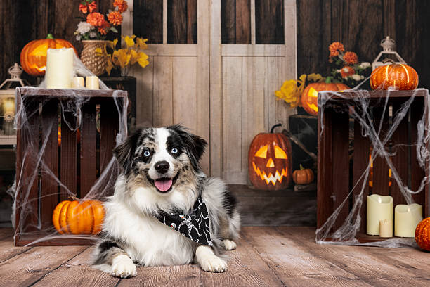 istock Happy dog with Halloween pumpkins and fall decor 2218233328
