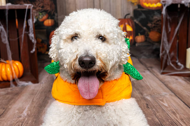 Adorable fluffy dog wearing a pumpkin costume with green accents, posing indoors with Halloween pumpkins and fall decorations in the background.