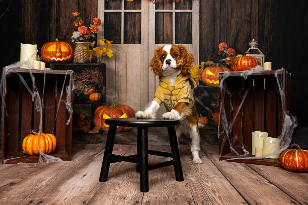 istock Dog in tiger costume for Halloween 2218233490
