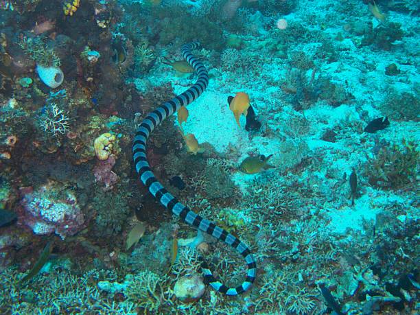 istock Malapascua Banded sea snake 2218233701