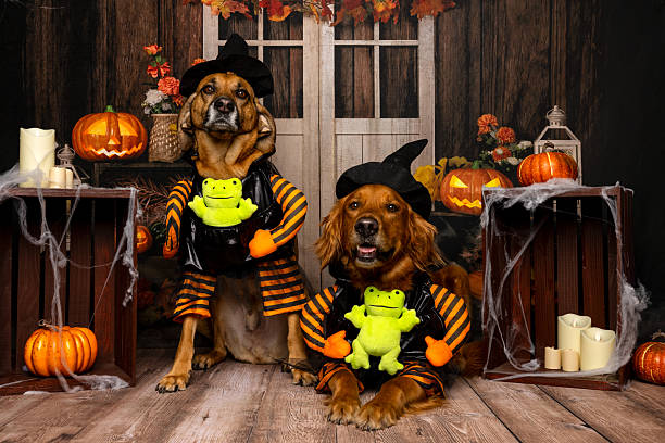 istock Two dogs in witch costumes with pumpkins 2218233918
