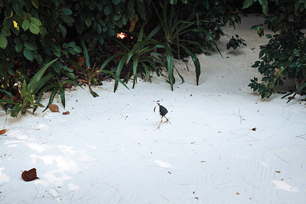 White-browed water hen on a walk in the Maldives