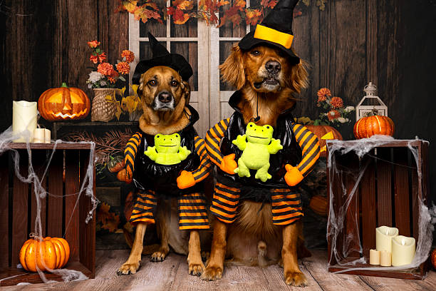 istock Dogs in witch costumes for Halloween 2218234382