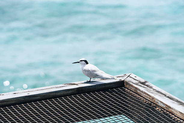A white tern or small seabird standing on a wooden structure above turquoise ocean water in the Maldives. Calm tropical scenery minimalistic composition with a focus on the bird and the soft colors of the sea. Perfect for travel, nature, or tropical wildlife concepts.